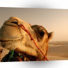Camel Big Kiss Please A1 Xlarge Canvas