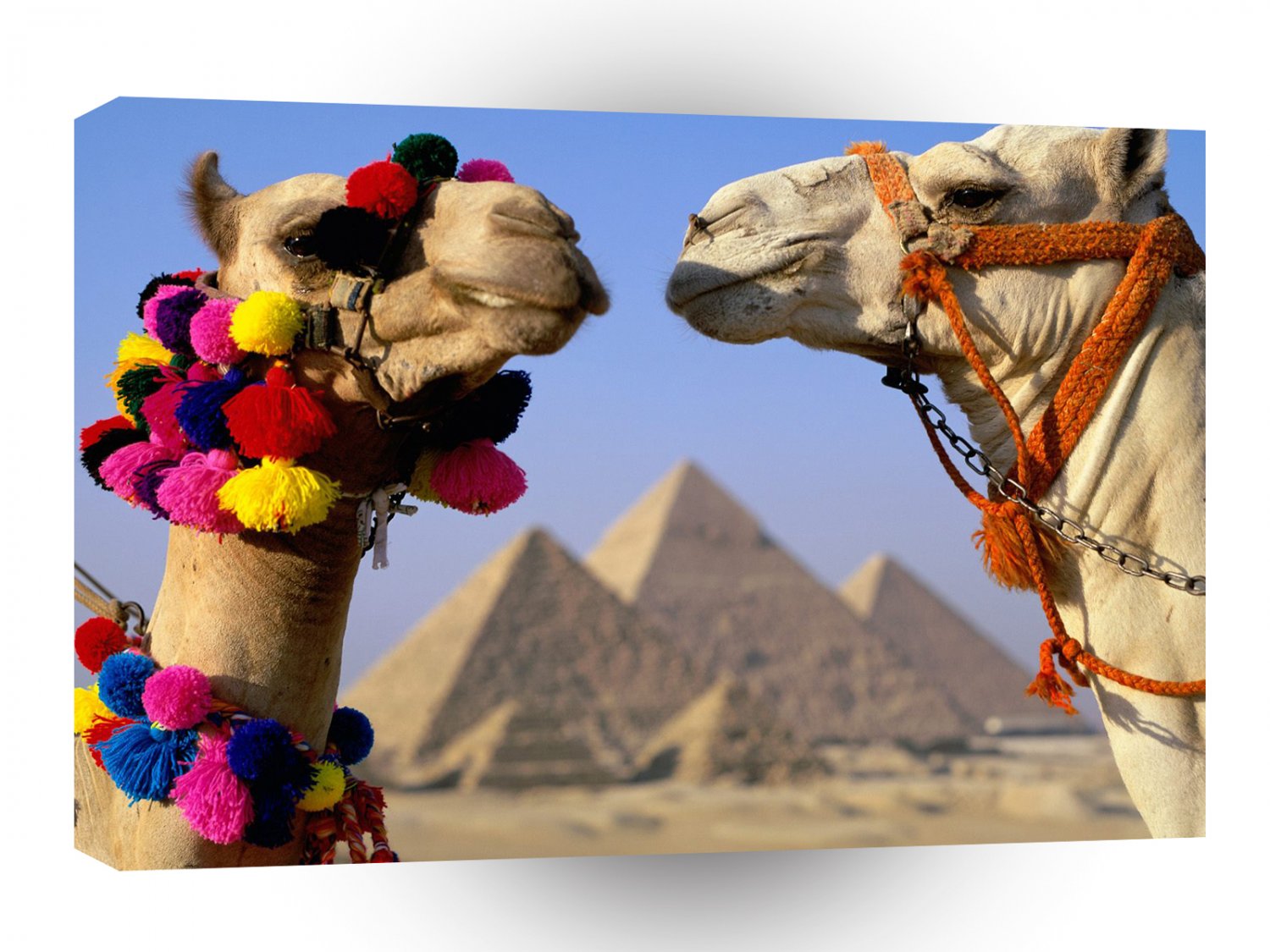 Camel Gender Unknown A1 Xlarge Canvas