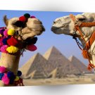 Camel Gender Unknown A1 Xlarge Canvas