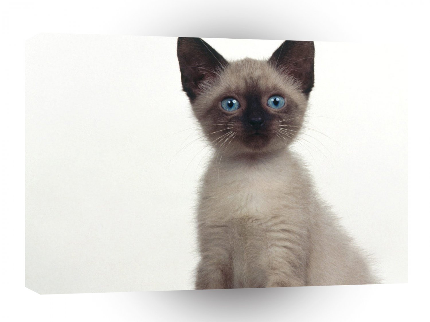 Cat Addison Siamese Mix A1 Xlarge Canvas