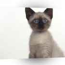 Cat Addison Siamese Mix A1 Xlarge Canvas
