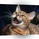 Cat An Irritated Bengal A1 Xlarge Canvas