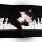 Cat Bed Of Ivory A1 Xlarge Canvas