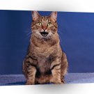 Cat Happy A1 Xlarge Canvas