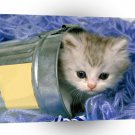 Cat Hide Seek Time A1 Xlarge Canvas
