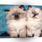 Cat Himalayan Kittens A1 Xlarge Canvas