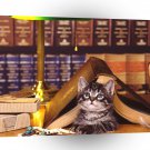 Cat Hitting Books A1 Xlarge Canvas