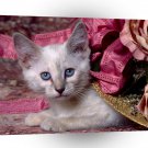 Cat In Hat Siamese Kitten A1 Xlarge Canvas