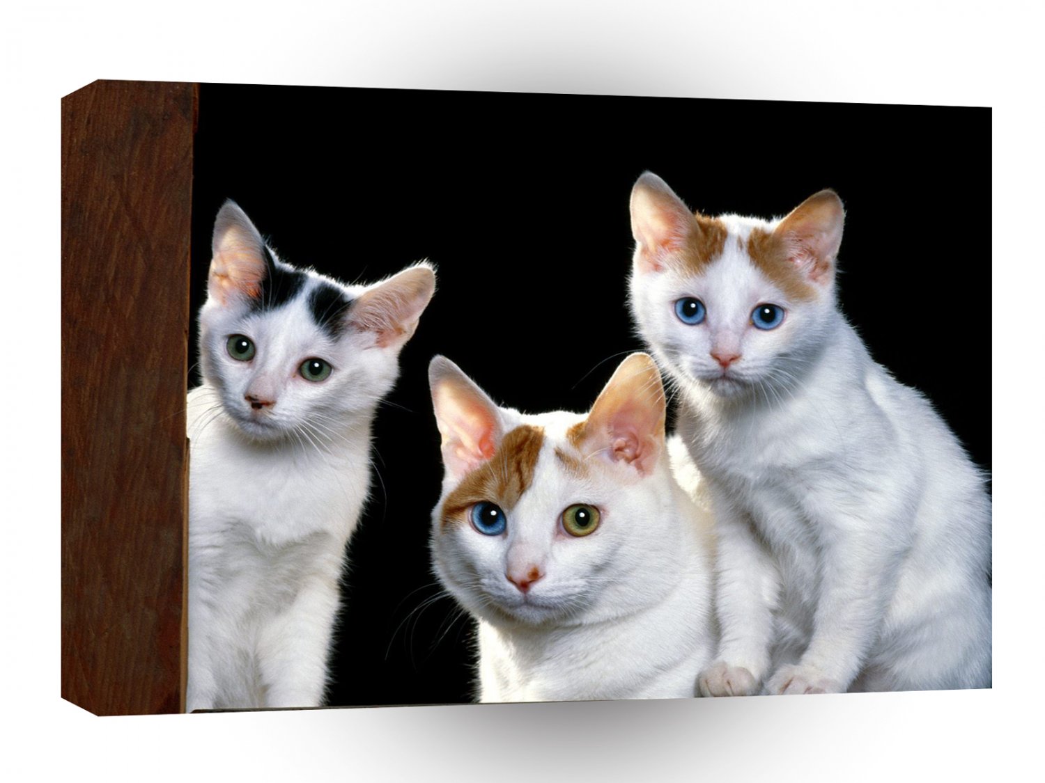 Cat Japanese Bobtails A1 Xlarge Canvas