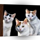 Cat Japanese Bobtails A1 Xlarge Canvas