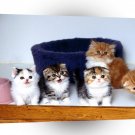 Cat Lady Chatterly With Girls A1 Xlarge Canvas