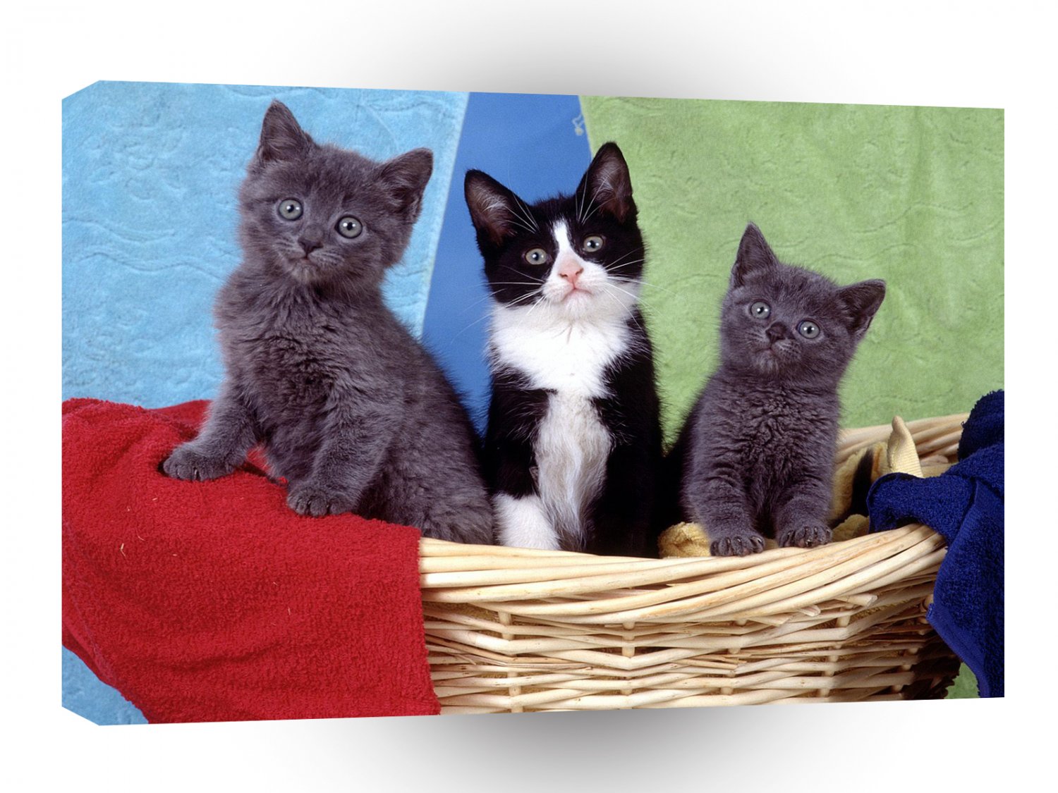 Cat Laundry Time A1 Xlarge Canvas