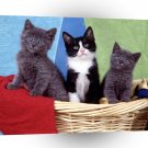 Cat Laundry Time A1 Xlarge Canvas