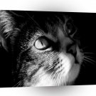 Cat Looking For Love A1 Xlarge Canvas