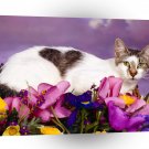Cat Love A1 Xlarge Canvas