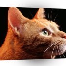 Cat Loyal Friend A1 Xlarge Canvas