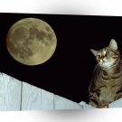Cat Mackerel Tabby Manx A1 Xlarge Canvas