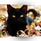 Cat Majestic Eyes A1 Xlarge Canvas