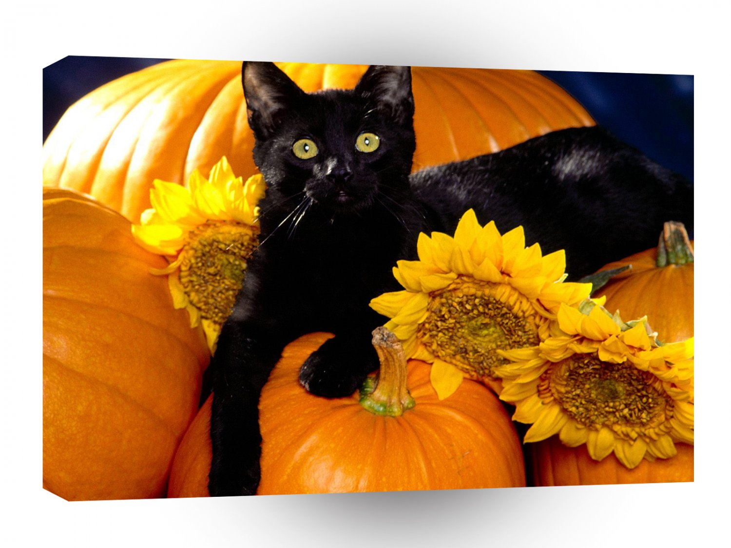 Cat Midnight A1 Xlarge Canvas