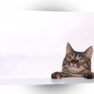 Cat Mister Curiosity Tabby Mix A1 Xlarge Canvas