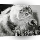 Cat My Paw To Your King A1 Xlarge Canvas