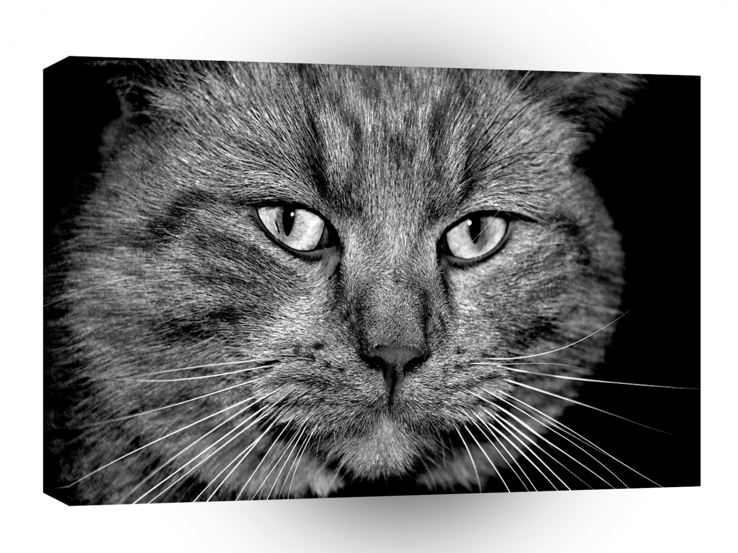 Cat My Way A1 Xlarge Canvas