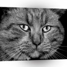Cat My Way A1 Xlarge Canvas