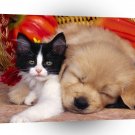 Cat Nap A1 Xlarge Canvas