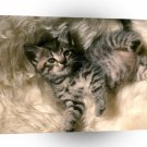 Cat Naptime A1 Xlarge Canvas