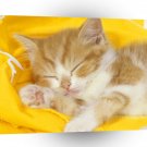 Cat Nip Dreams A1 Xlarge Canvas