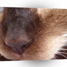 Cat Nose Up Close A1 Xlarge Canvas