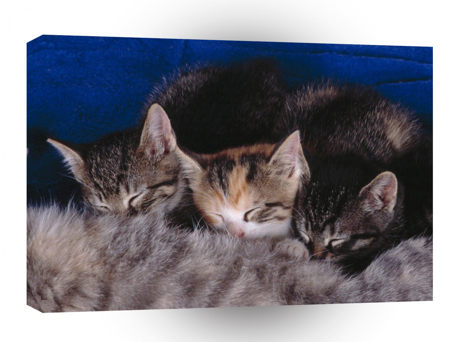 Cat Nursing Kittens A1 Xlarge Canvas