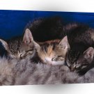 Cat Nursing Kittens A1 Xlarge Canvas