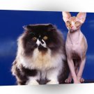 Cat Odd Couple Persian Sphynx A1 Xlarge Canvas