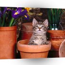 Cat Olly Olly Oxen Free A1 Xlarge Canvas