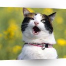 Cat Opinions A1 Xlarge Canvas
