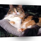 Cat Patches Maine Coon Mix A1 Xlarge Canvas