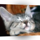 Cat Peaceful Slumber A1 Xlarge Canvas