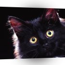 Cat Peek A Boo Longhair A1 Xlarge Canvas