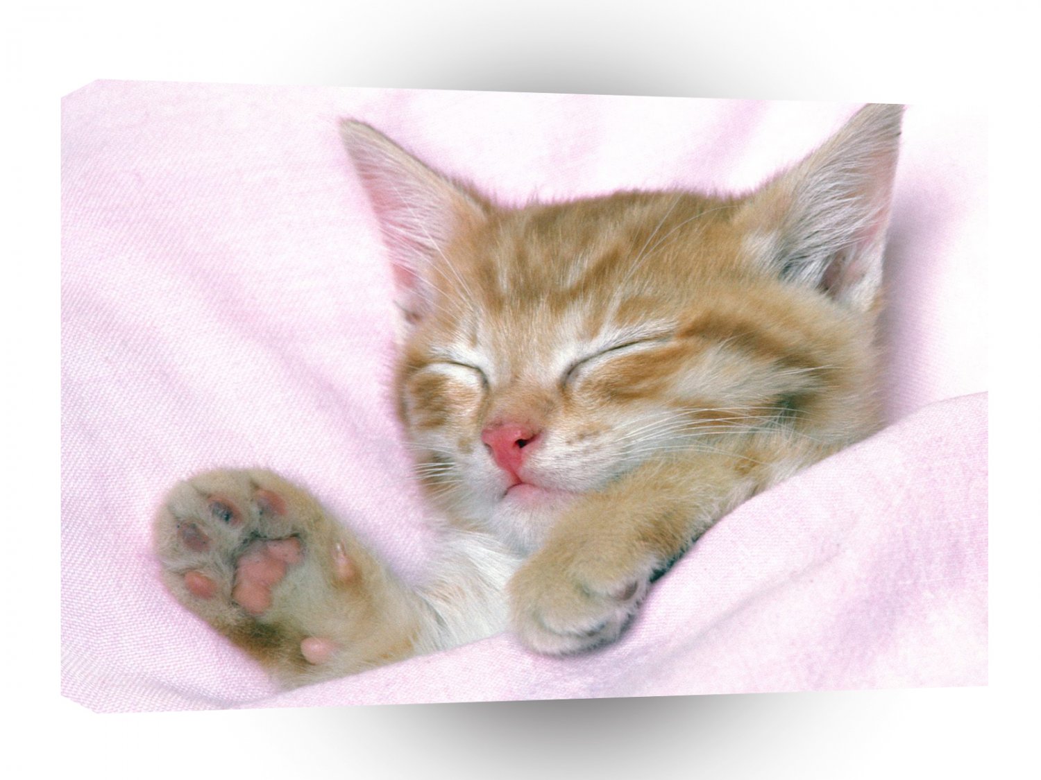 Cat Pink Dreams A1 Xlarge Canvas