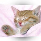 Cat Pink Dreams A1 Xlarge Canvas