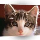 Cat Pretty Kitty A1 Xlarge Canvas