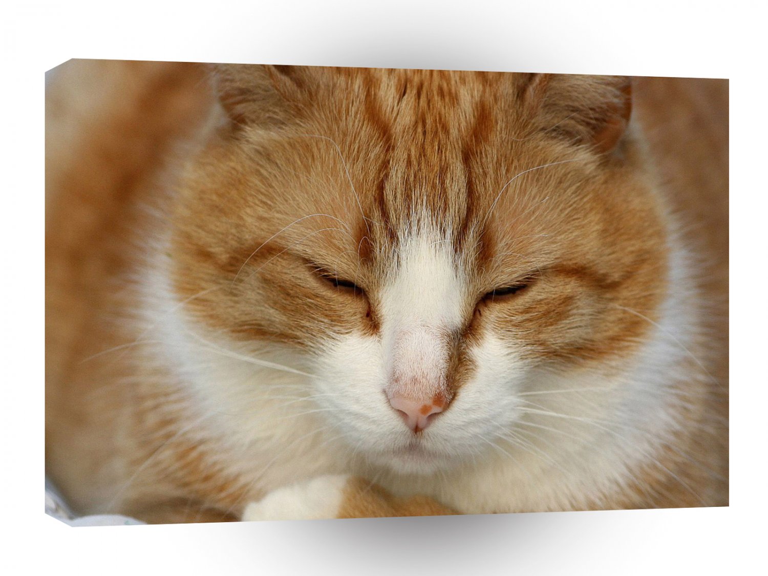 Cat Quiet Time Snooze A1 Xlarge Canvas