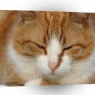 Cat Quiet Time Snooze A1 Xlarge Canvas
