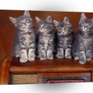 Cat Radio Tuners Maine Coon Kittens A1 Xlarge Canvas