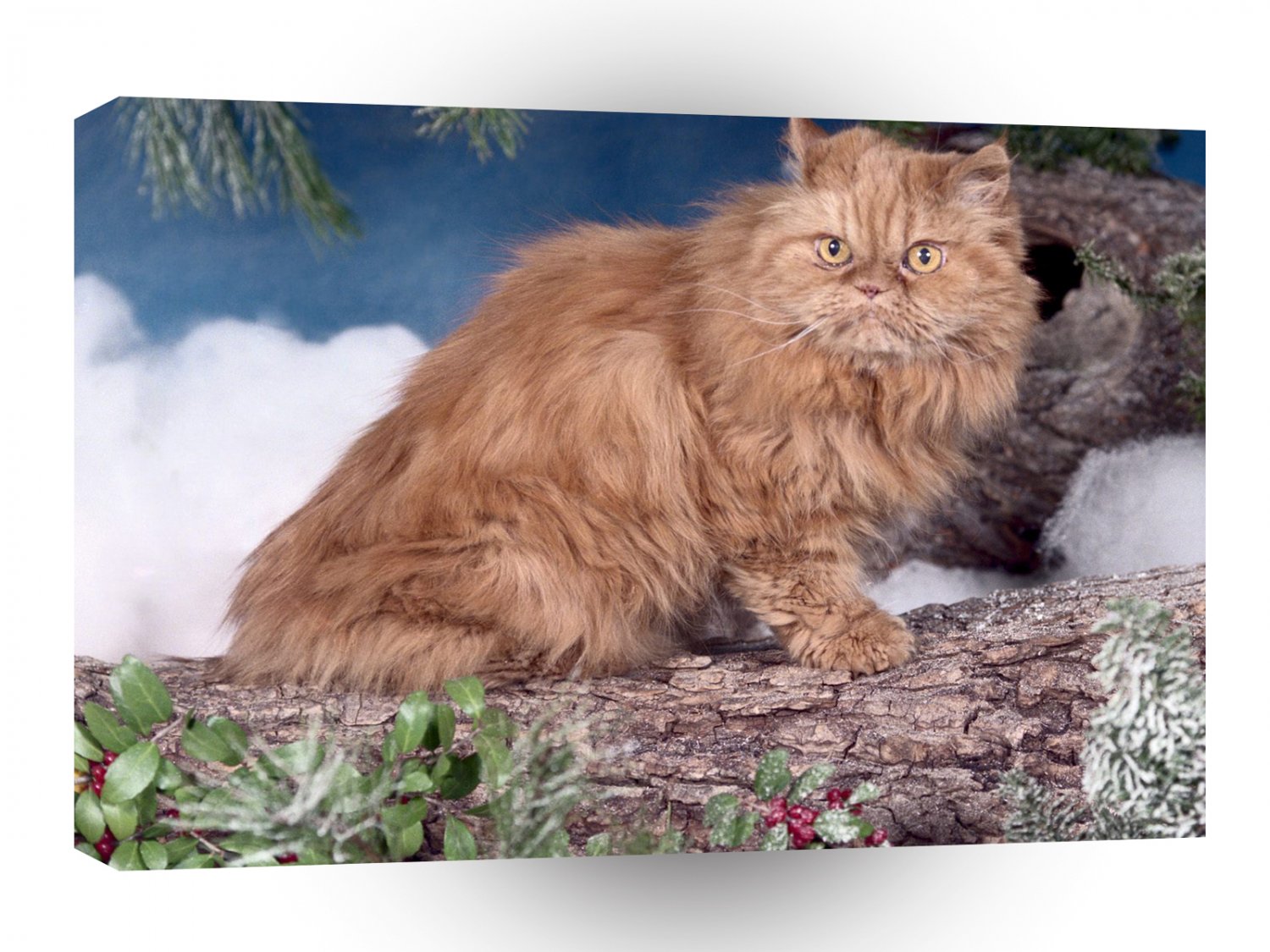 Cat Red Tabby Classic Persian A1 Xlarge Canvas