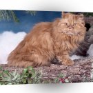 Cat Red Tabby Classic Persian A1 Xlarge Canvas