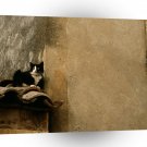 Cat Roof Lacoste France A1 Xlarge Canvas