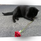Cat Rosey Playtime A1 Xlarge Canvas