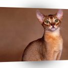 Cat Rudy Abyssinian A1 Xlarge Canvas